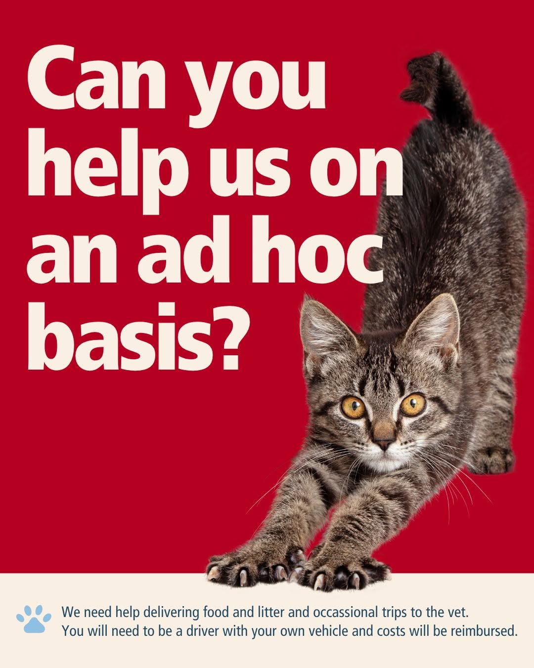 Do you have some spare time and would love to support your local cat charity? 

…
