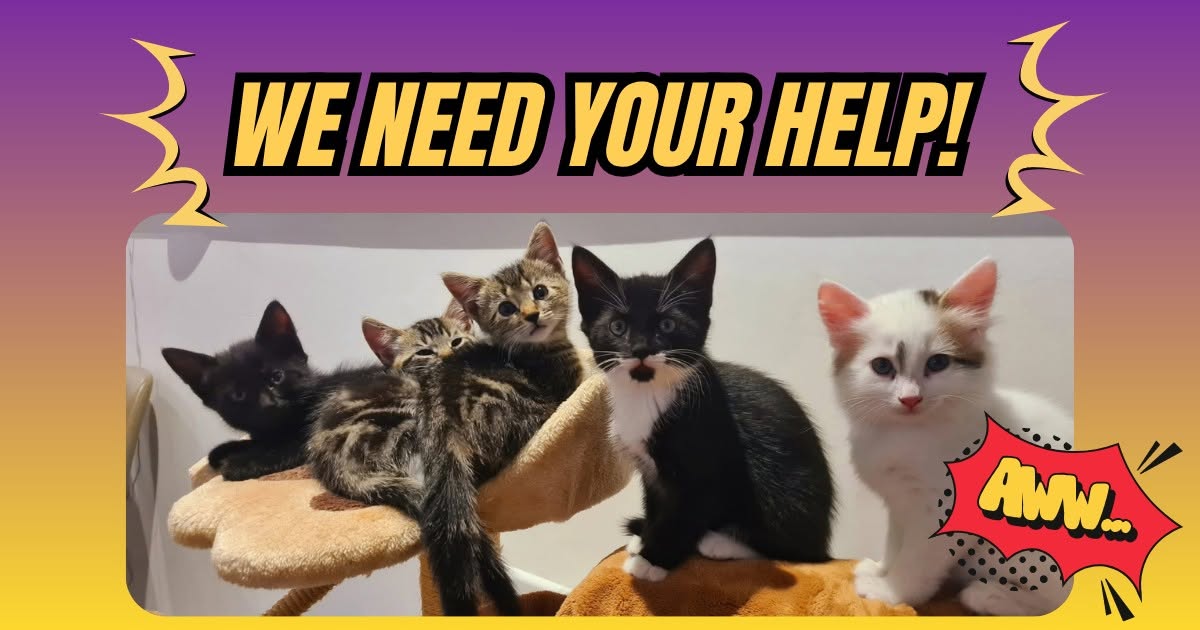 Our kittens need your help!

We are in desperate need of Whiskas wet kitten food…