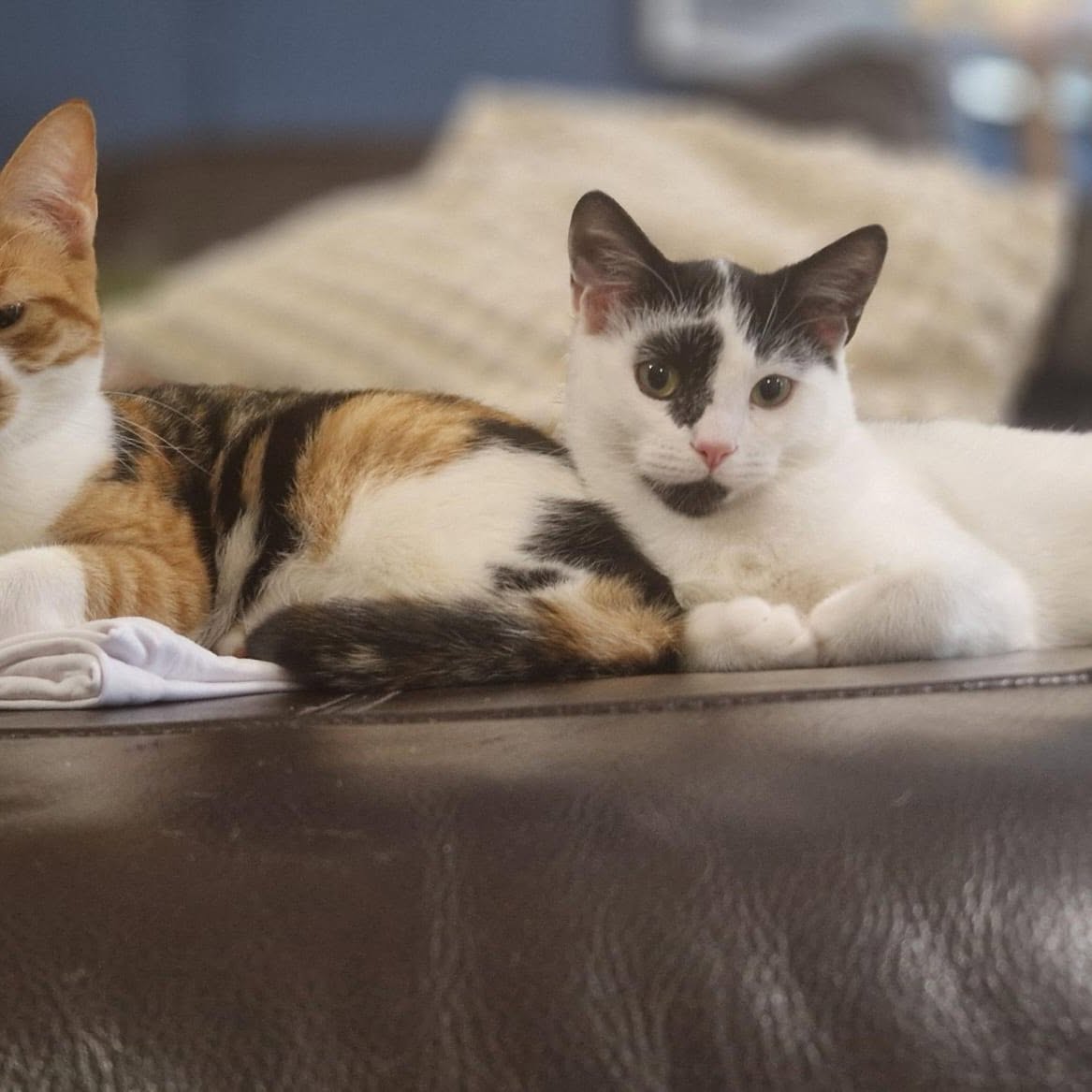 Success Story Saturday!

Patch (formerly Spot!) has been settling in very well i…