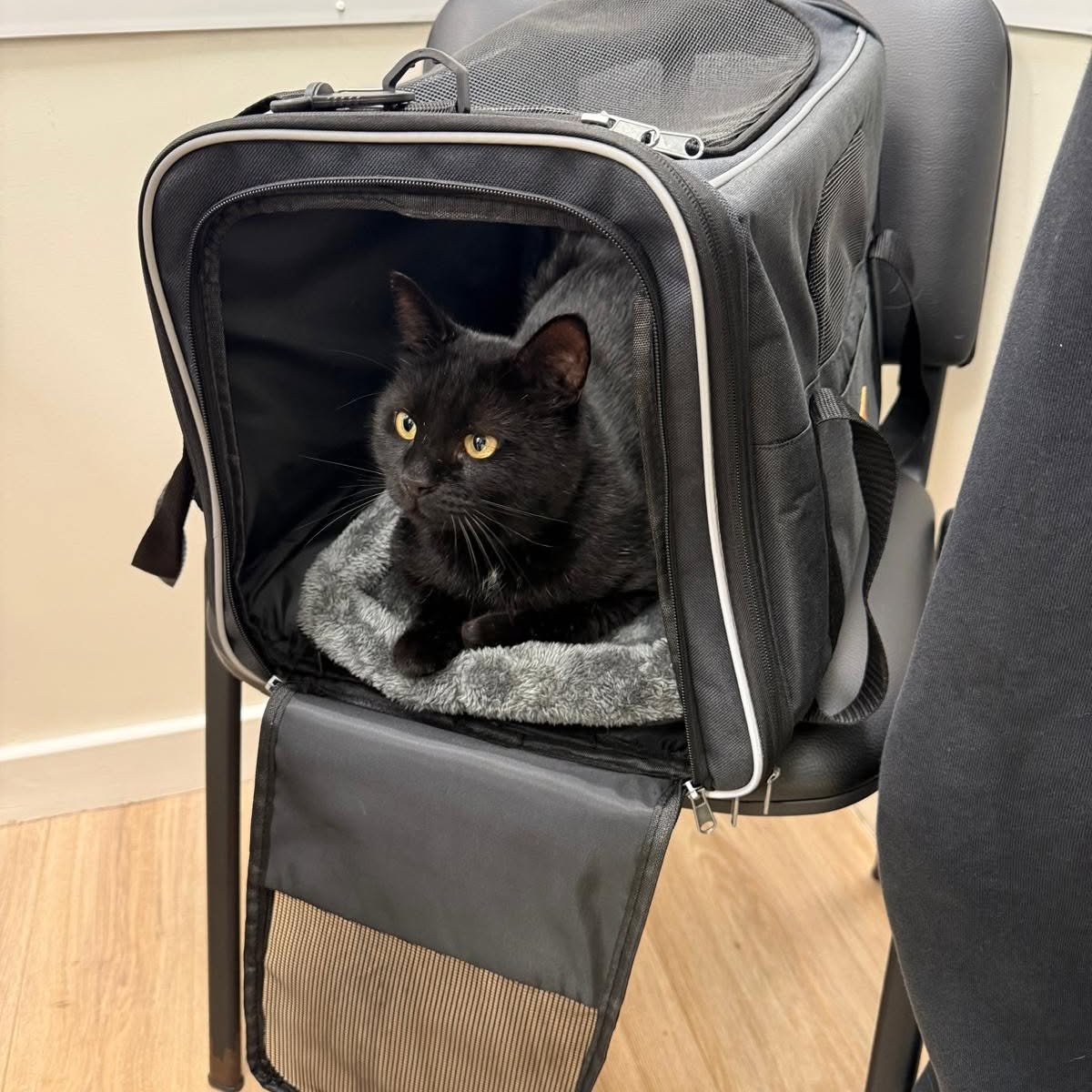 Success Story Saturday time!

The wonderful Binx really landed on his paws. Here…
