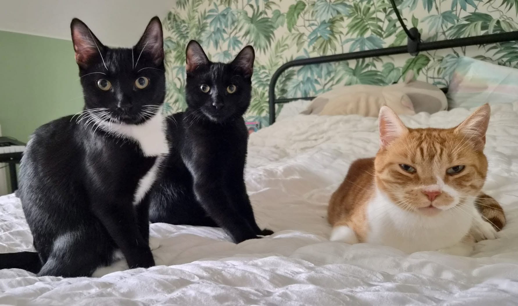 Success story Saturday! Lily and Marshall moved in with resident cat Ted and hav…